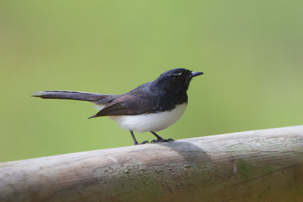 Willie Wagtail