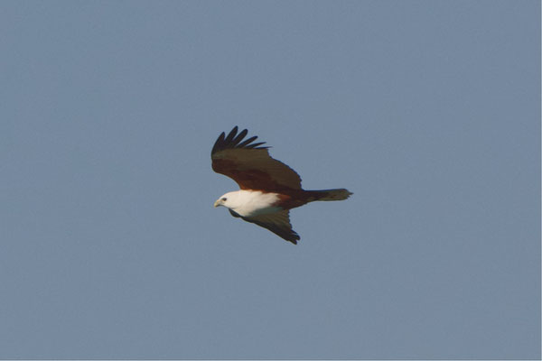 Brahminy Kite