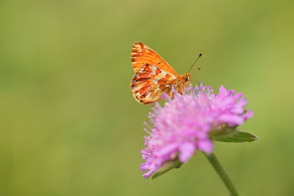 Hochalpen-Perlmutterfalter (Boloria pales) auf Acker-Witwenblume (Knautia arvensis)