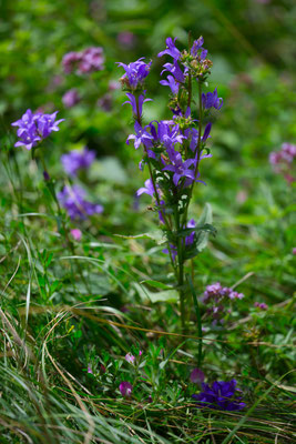 Knäulige Glockenblume