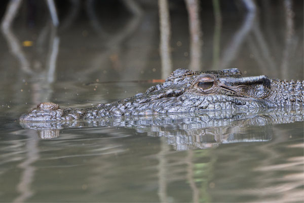 Leistenkrokodil, Dantree National Park