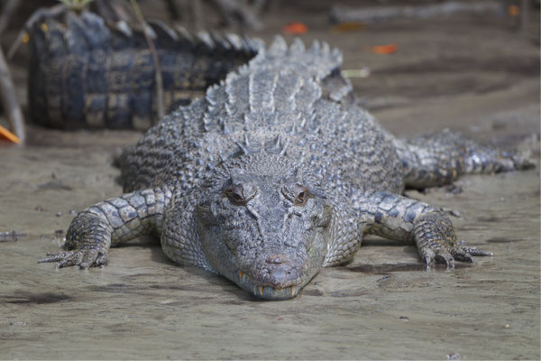 Leistenkrokodil, Dantree National Park