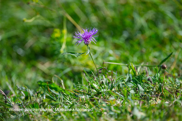 Wiesenflockenblume