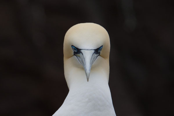 Portrait eines Basstölpels
