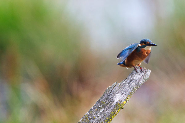 Eisvogel