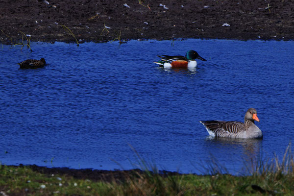 Löffelente, Wangerooge