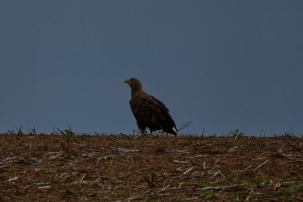 Seeadler