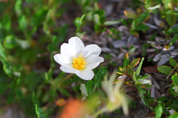 Alpenanemone