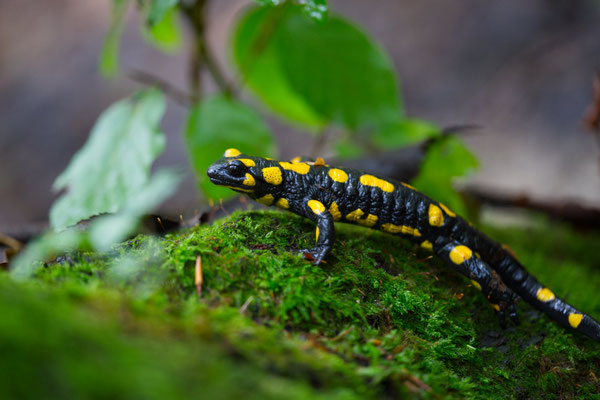 Feuersalamander