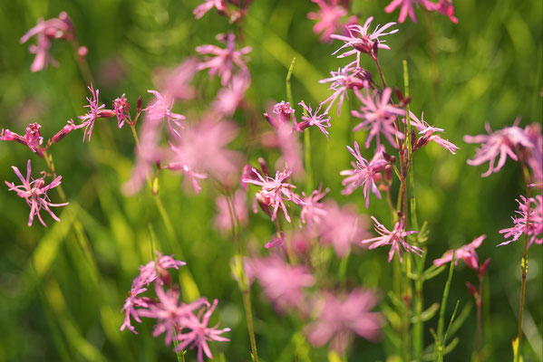 Kuckucks-Lichtnelke (Lychnis flos-cuculi)