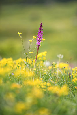 Prächtiges Knabenkraut (Orchis mascula ssp. speciosa)