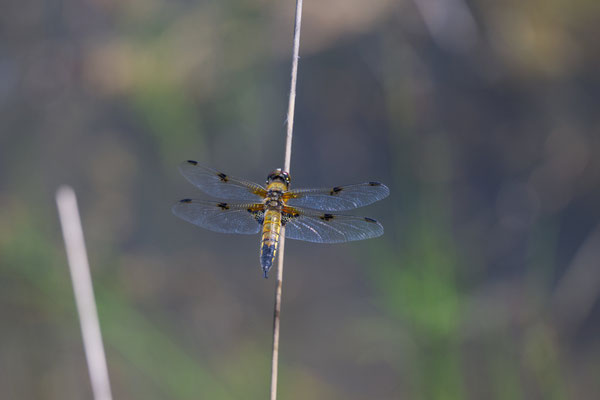 Vierflecklibelle