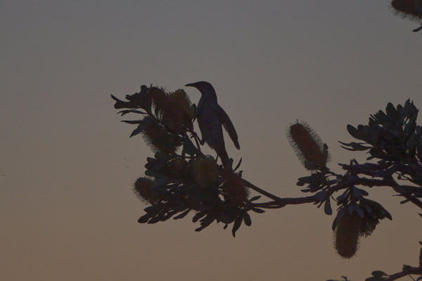 Little Wattlebird, Zimtflügel-Honigfresser