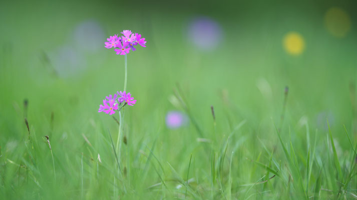 Mehlprimel  (Primula farinosa)