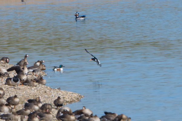 Austernfischer im Anflug