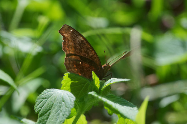 Chocolate Pansy (Junonia hedonia)