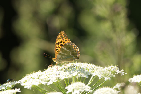 Kaisermantel (Argynnis paphia)