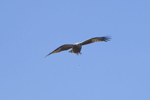 Black Kite (Milvus migrans) Schwarzmilan 