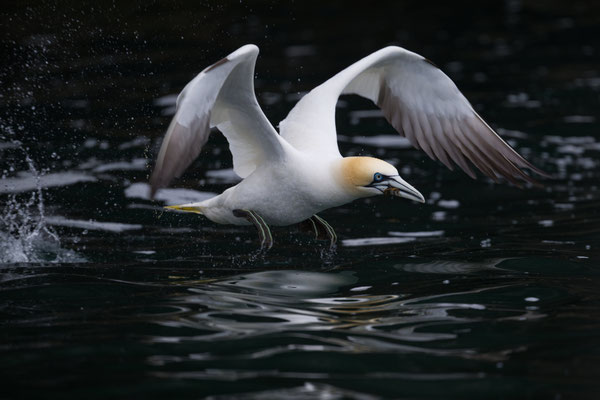 Basstölpel Im Flug mit Nistmaterial im Schnabel