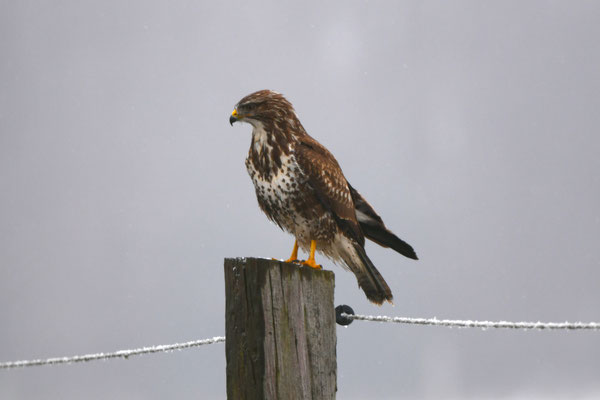 Mäusebussard