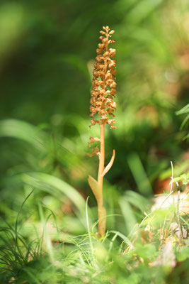 Vogel-Nestwurz (Neottia nidus-avis)