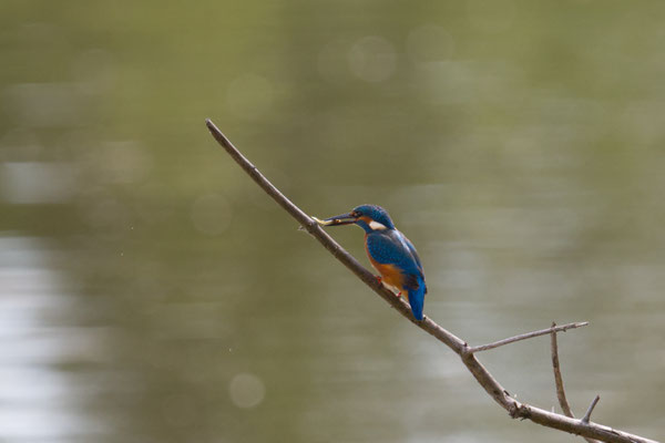 Eisvogel
