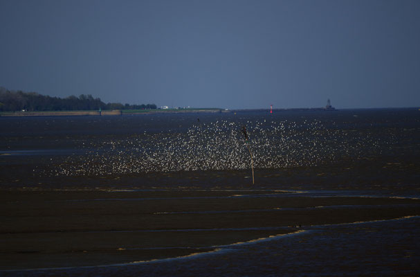 Alpenstrandläufer, Dangast