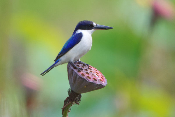 Forest Kingfischer, Waldeisvogel