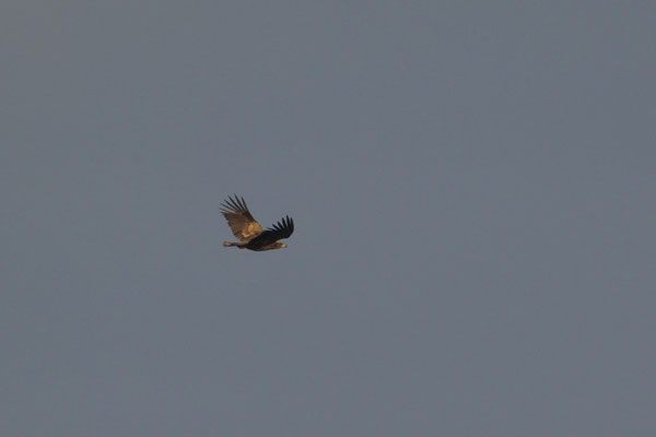 Seeadler