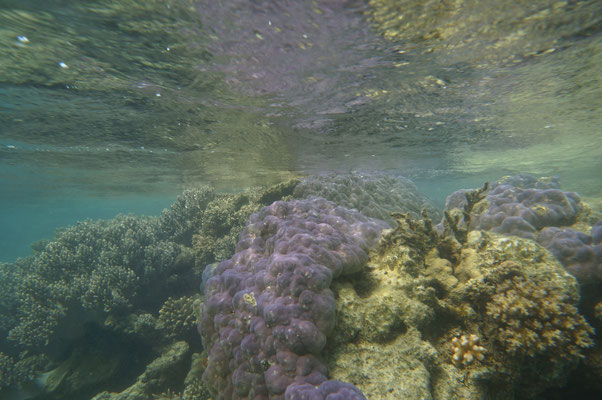 Barrier Reef bei Cape Tribulation