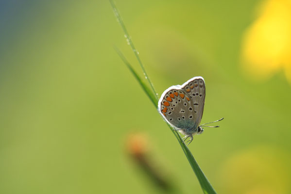 Hauhechel-Bläuling (Polyommatus icarus)