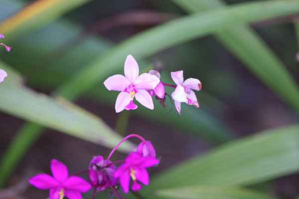 Philippine ground orchid (Spathoglottis plicata)