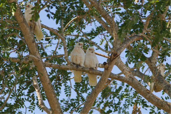 Little corella  (Cacatua (Licmetis) sanguinea), Kakadu