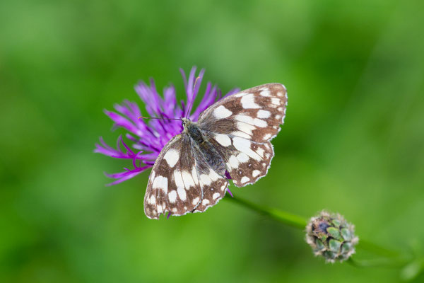 Schachbrettfalter