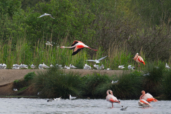Flamingo im Flug