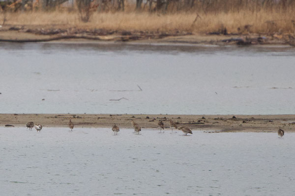 Brachvögel auf einer Sandbank am Chiemsee