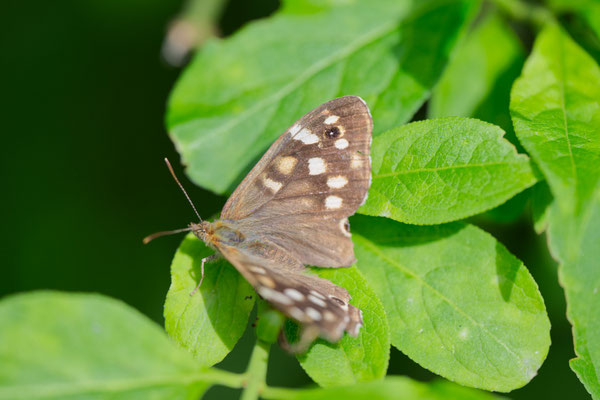 Waldportier