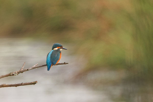 Eisvogel