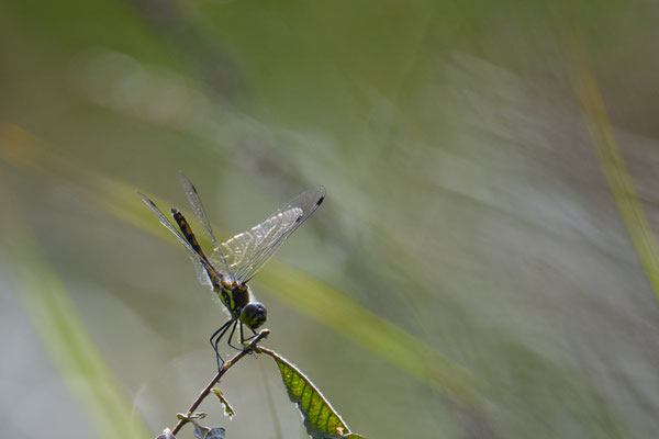 Schwarze Heidelibelle, Männchen