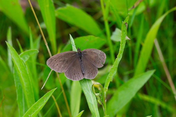 Brauner Waldvogel