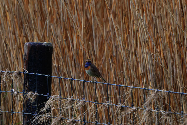 Blaukehlchen, Dangast