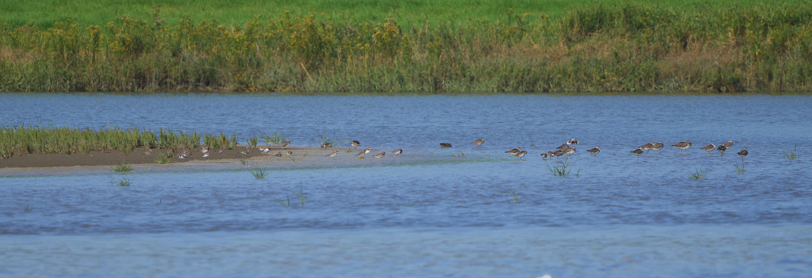 Grünschenkel (Ruheposition) und Sandregenpfeifer