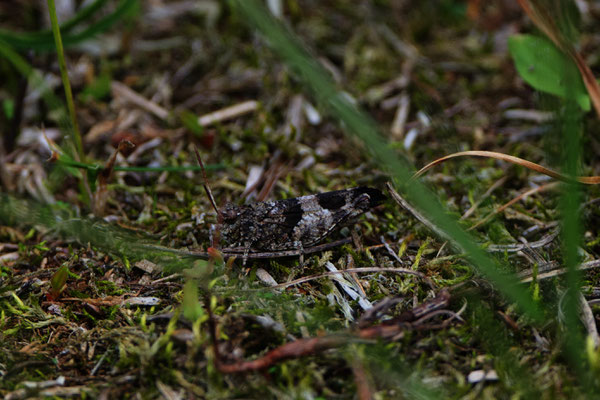 Blauflügelige Odlandschrecke