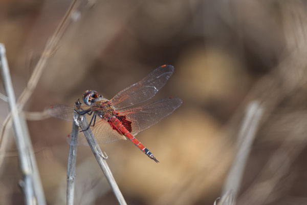 Common Glider (Tramea loewii)