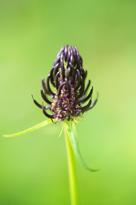 schwarze Teufelskralle (Phyteuma nigrum)