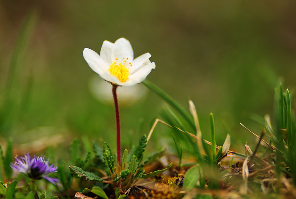 Silberware (Dryas octopetala)