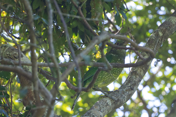 Spotted Catbird (Ailuroedus melanotis)