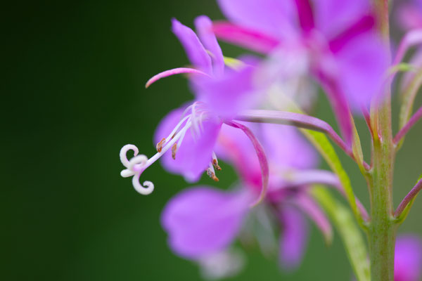 Blüten des Schmalblättrigen Weidenröschens