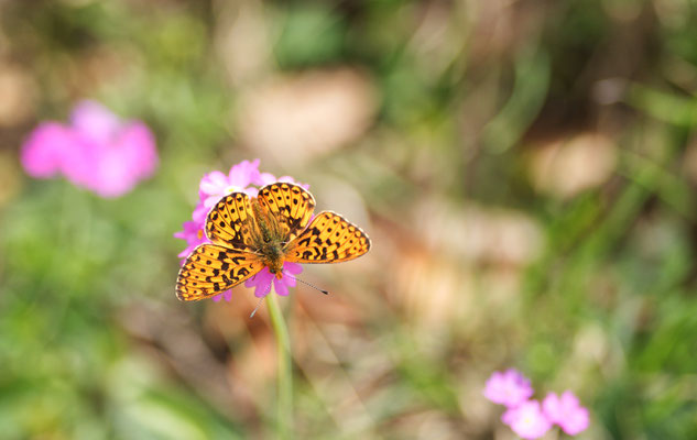 Clossiana euphrosyne (Silberfleck-Perlmutterfalter)