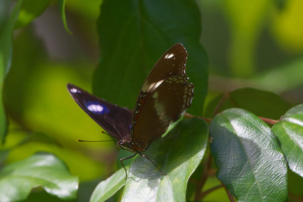  Große Eierfliege (Hypolimnas bolina)